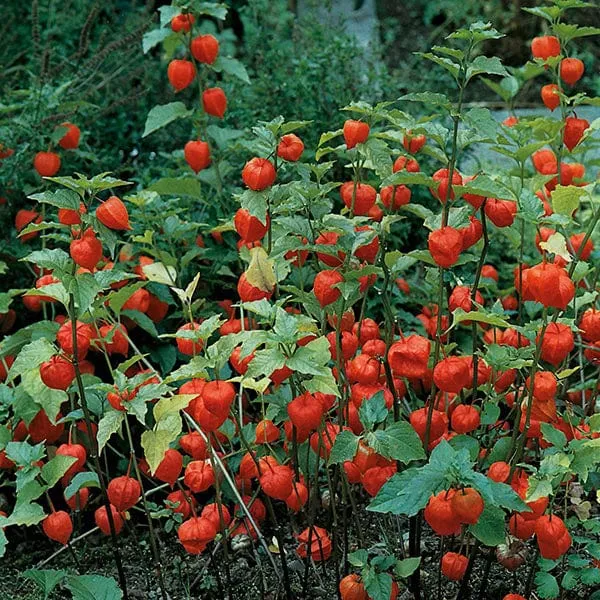 Chinese Lanterns Seeds