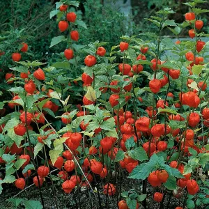 Chinese Lanterns Seeds