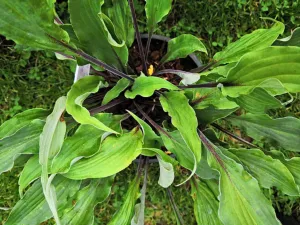 Chris' Black Ruffles Hosta