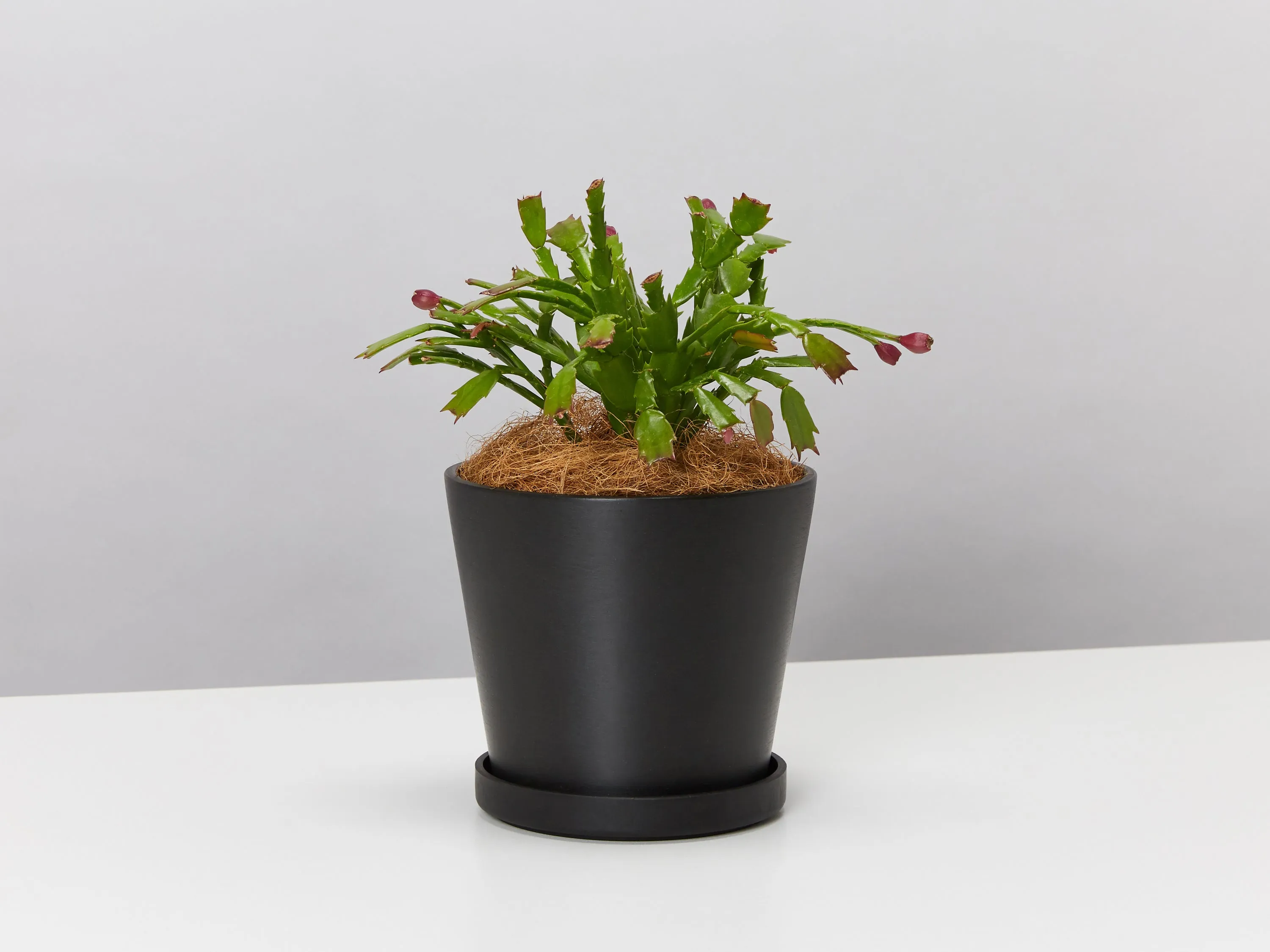 Christmas Cactus With Recycled Pot & Coir