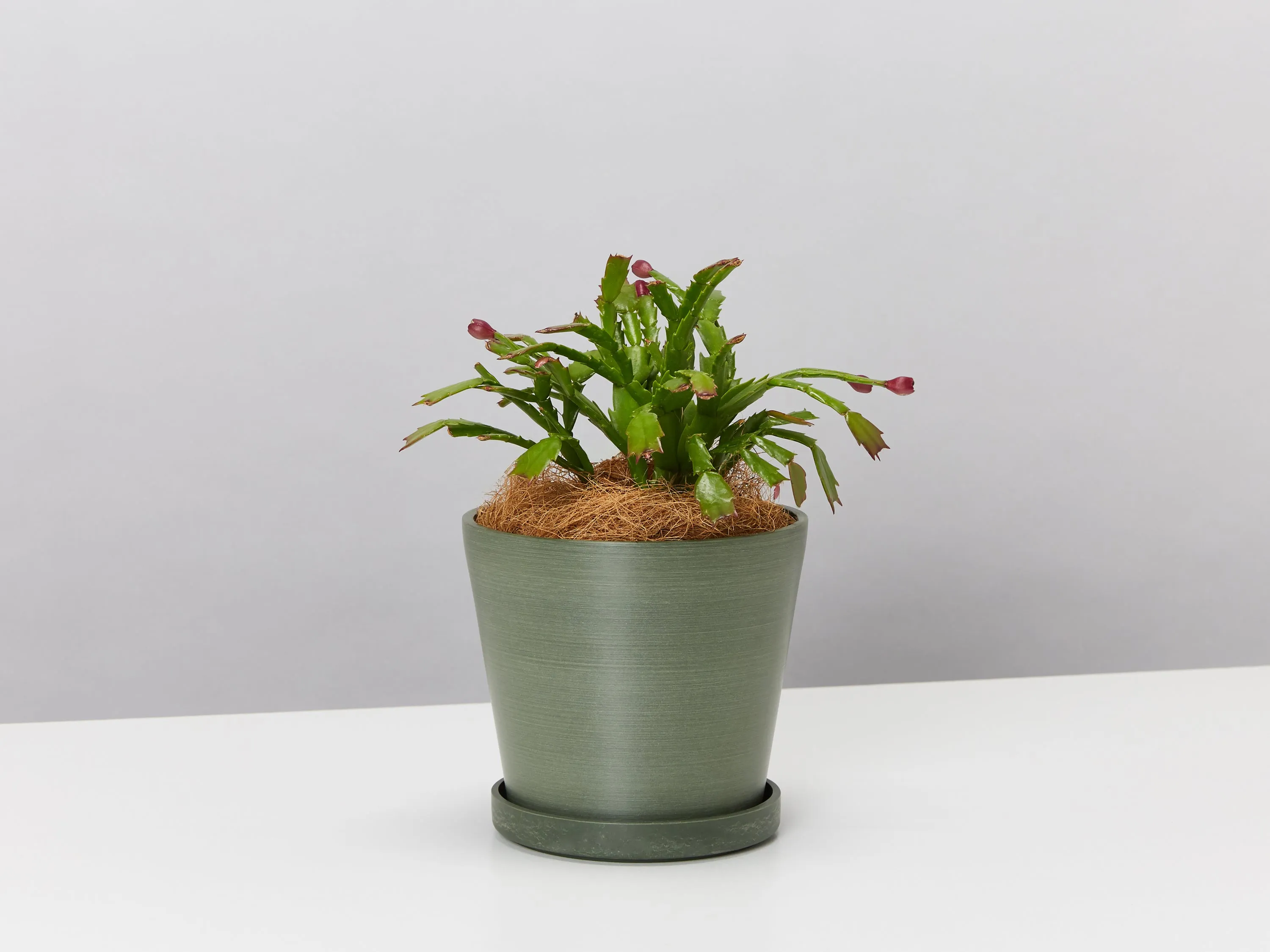 Christmas Cactus With Recycled Pot & Coir