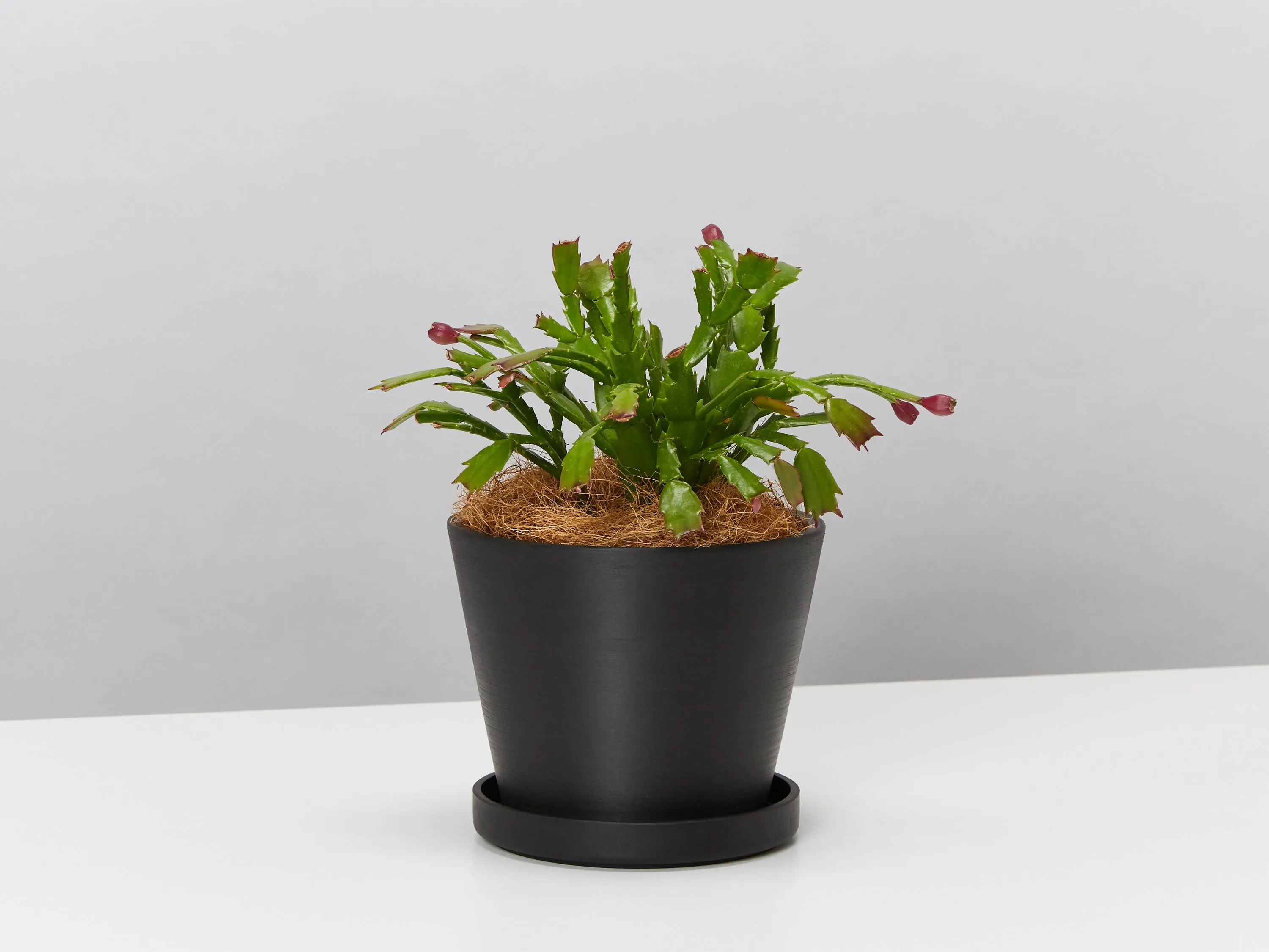 Christmas Cactus With Recycled Pot & Coir