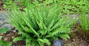 Christmas Fern