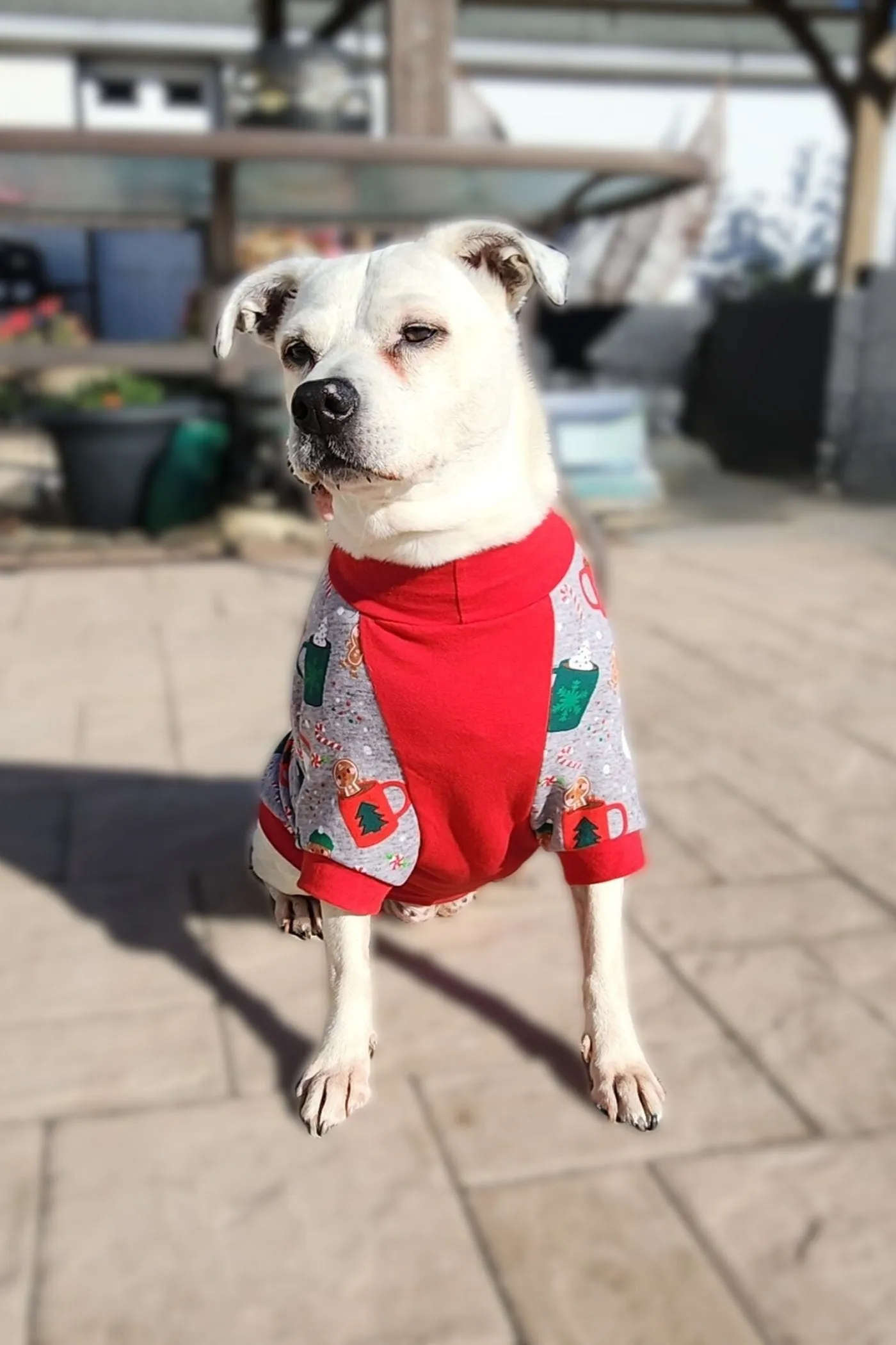 Christmas Mug Dog Pajamas