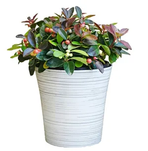 Christmas Wintergreen - White Birch Holiday Pot