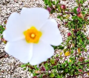 Cistus Salvifolius