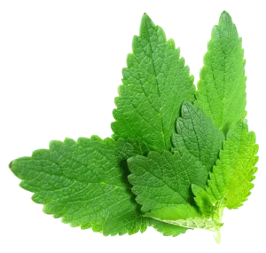 Classic Lemon Balm