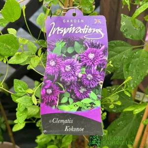 Clematis 'Kokonoe' Climbing Plant 3Ltr Pot