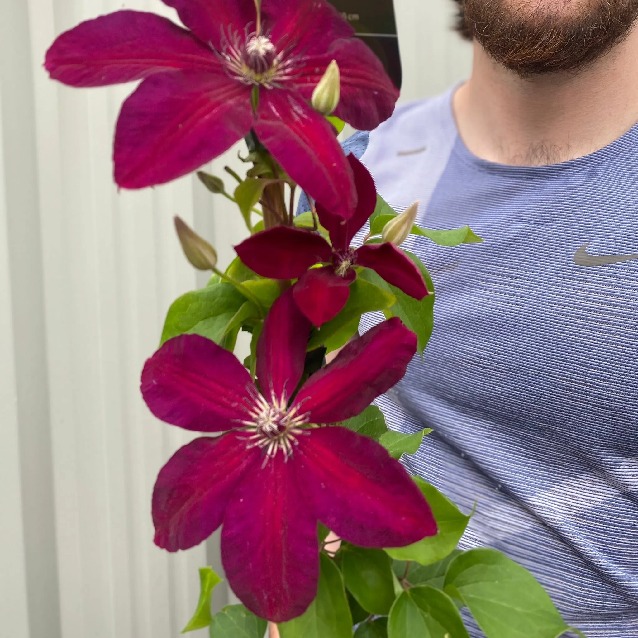 Clematis 'Westerplatte' 90-100cm