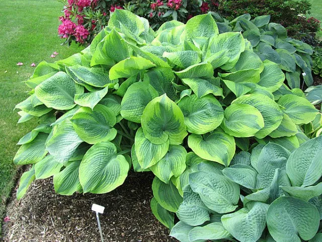 Climax Hosta