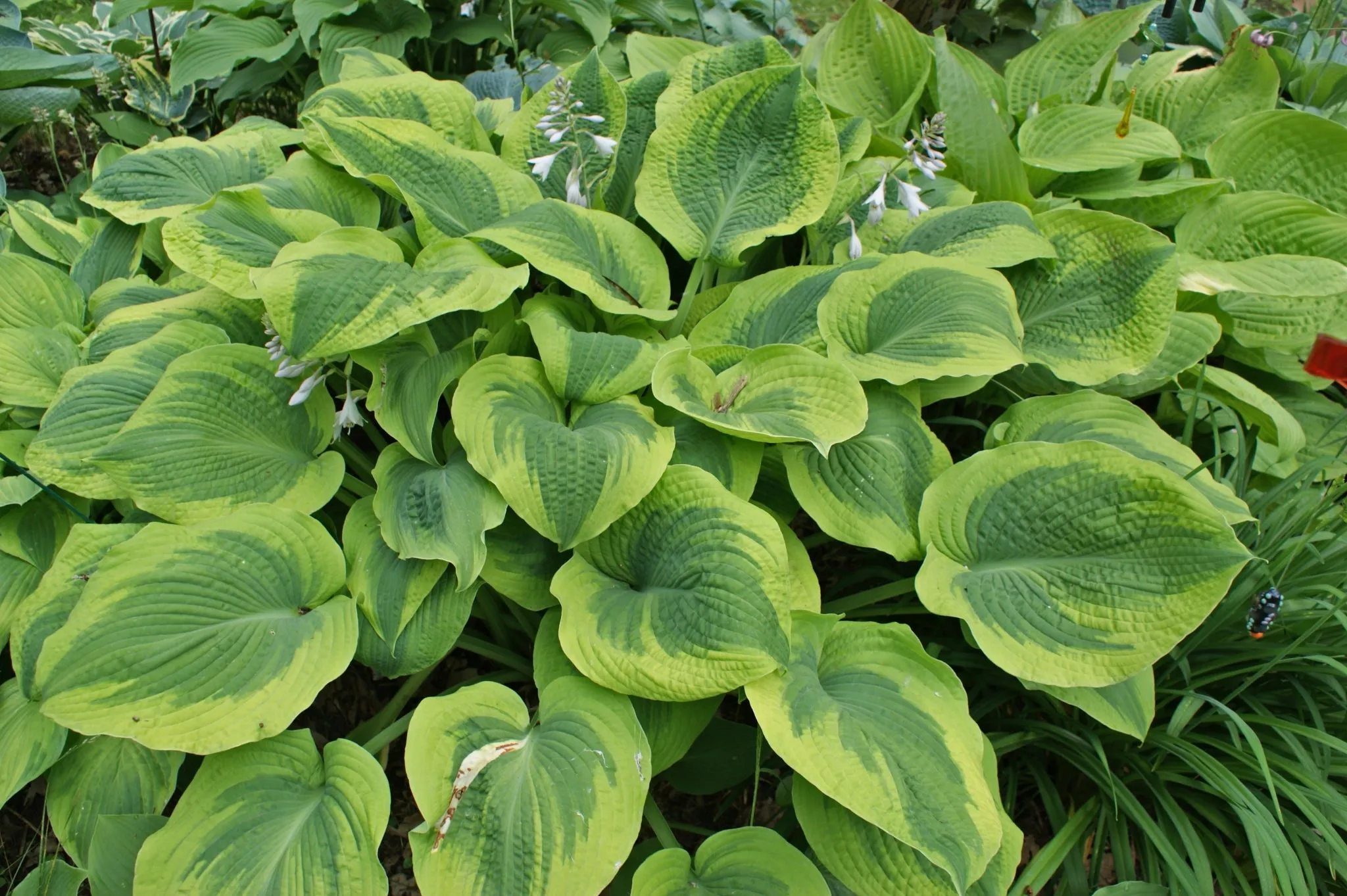 Climax Hosta