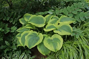 Climax Hosta