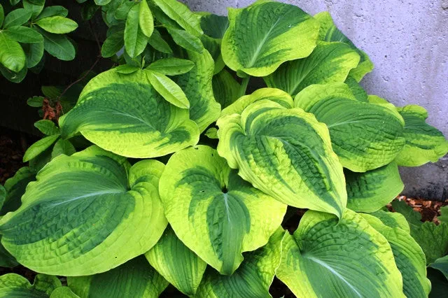 Climax Hosta