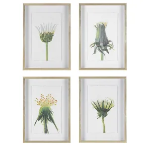 Closed Wildflower Framed Prints