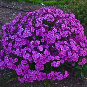 Cloudburst Tall Cushion Phlox