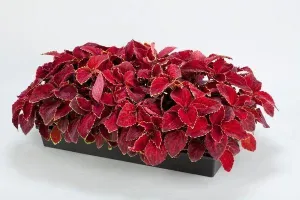 Coleus Fairway Red Velvet  Seeds