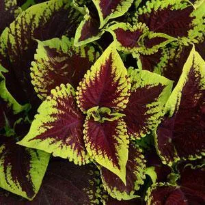 Coleus Kong Scarlet Seeds