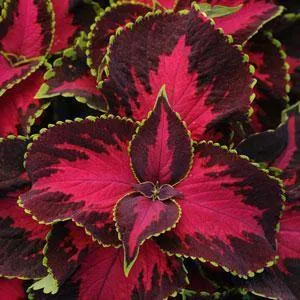 Coleus Premium Sun Chocolate Covered Cherry Seeds