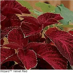 Coleus Wizard Velvet Red Seeds