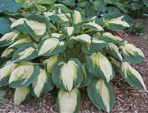 Color Festival Hosta