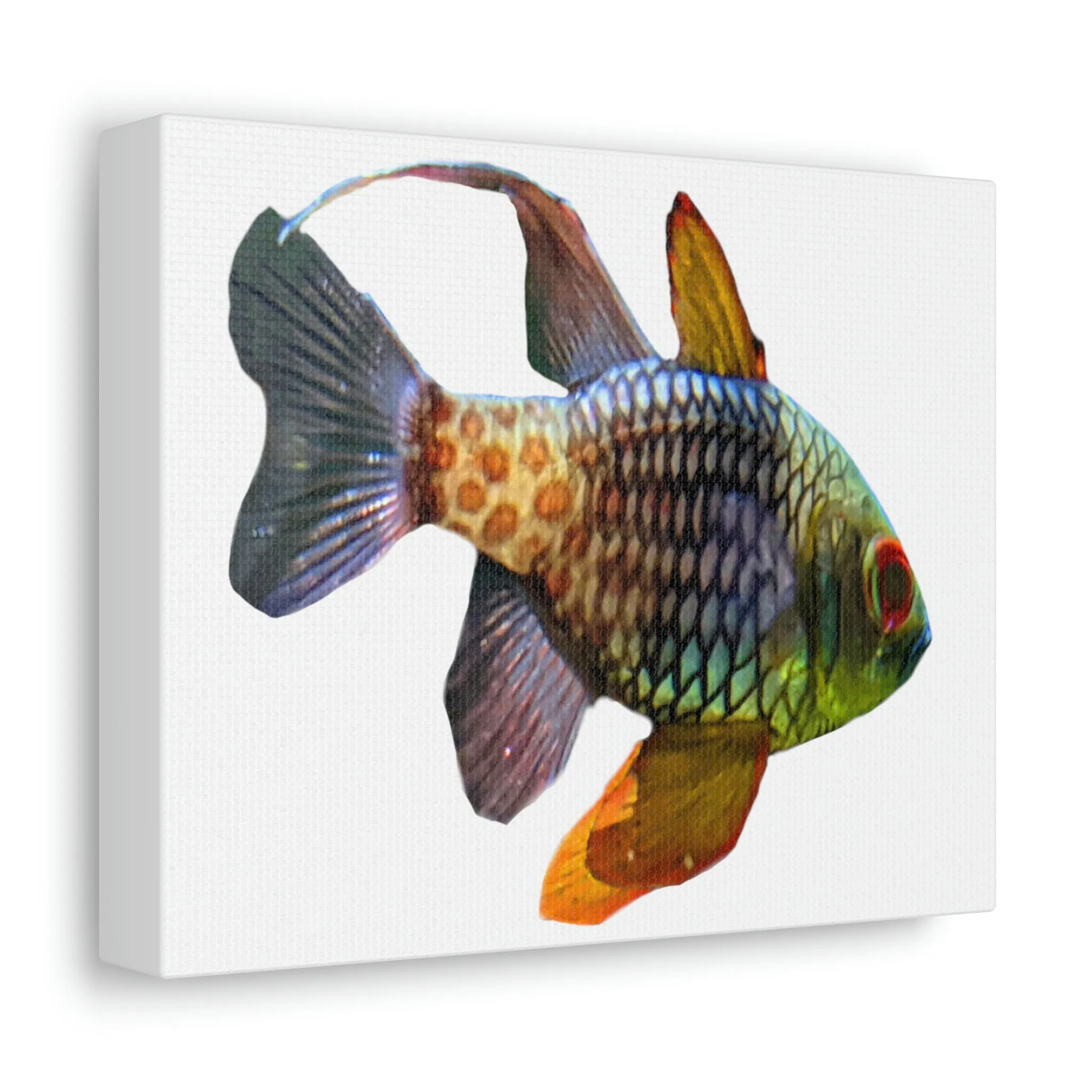 Colorful Fish Stretched Canvas