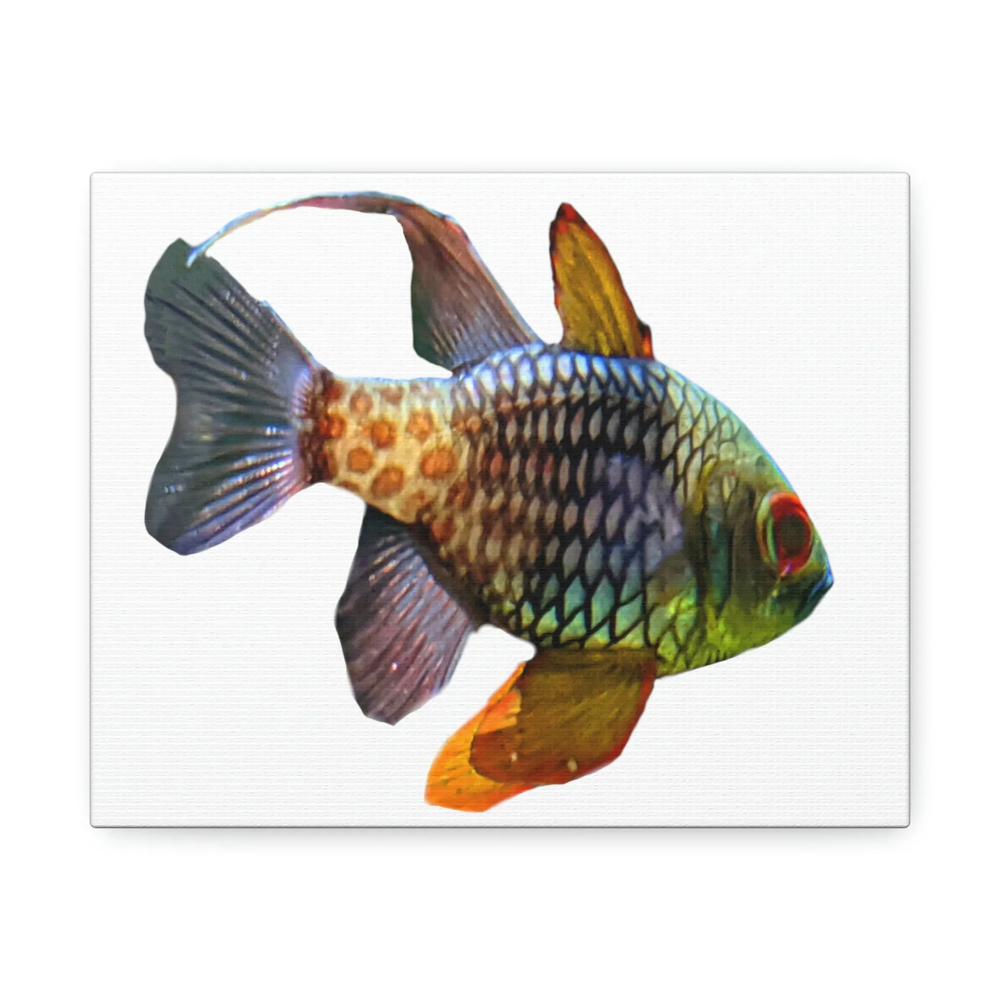 Colorful Fish Stretched Canvas