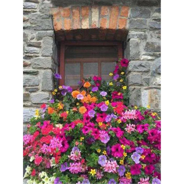 Colorful Flower With Window