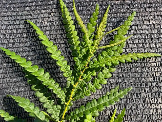 Comptonia peregrina (Sweet Fern)