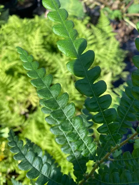 Comptonia peregrina (Sweet Fern)