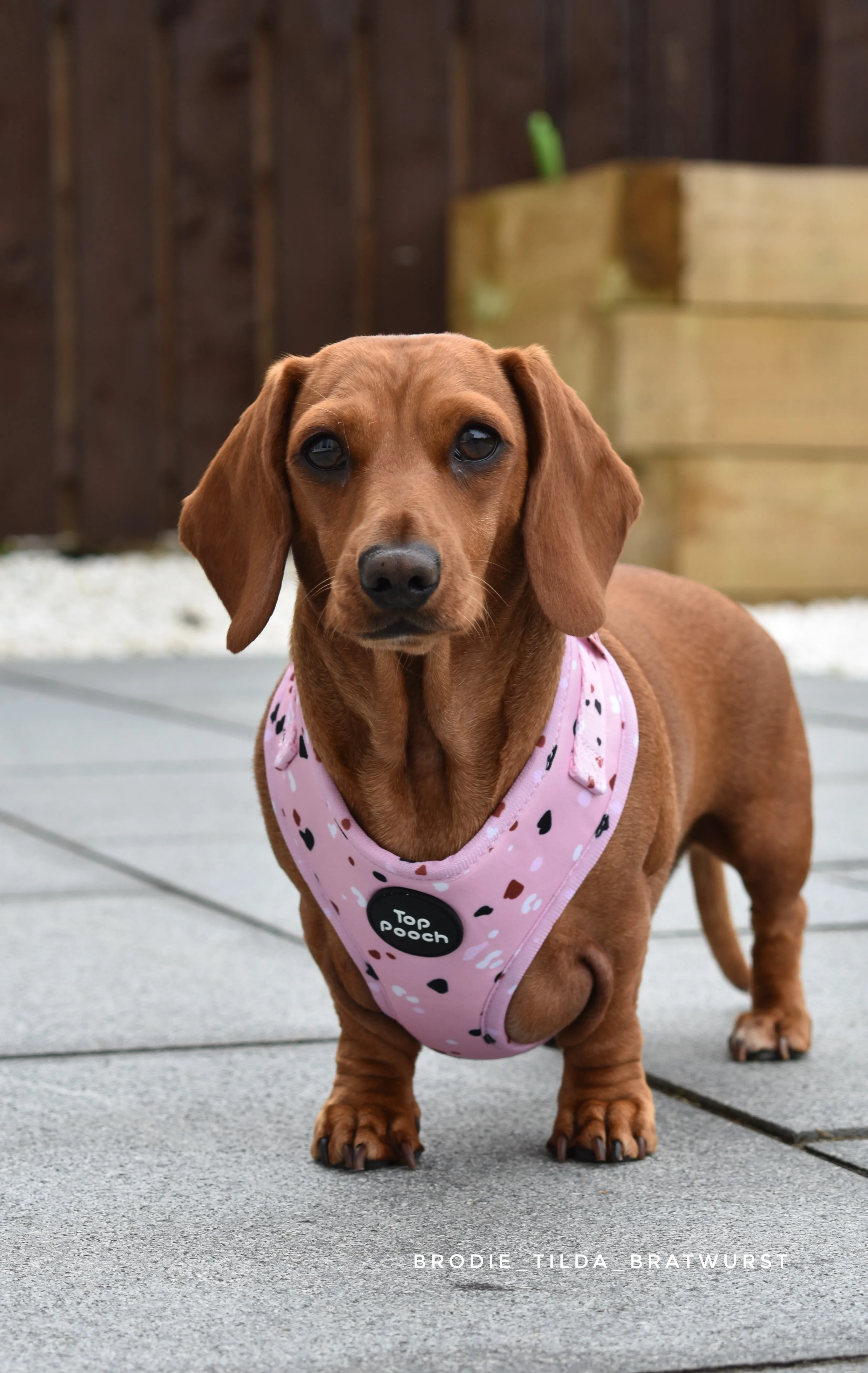 Confetti Dog Harness - Pastel Pink