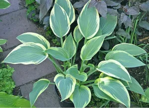 Cool Mistress Hosta