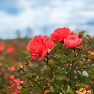 Coral Drift® Rose Bush