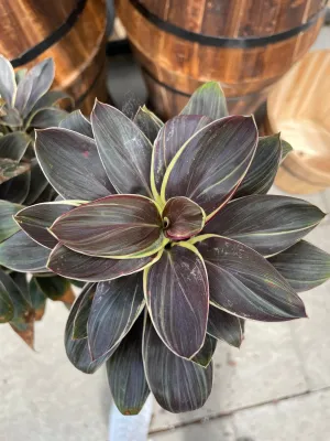 Cordyline Chocolate Queen