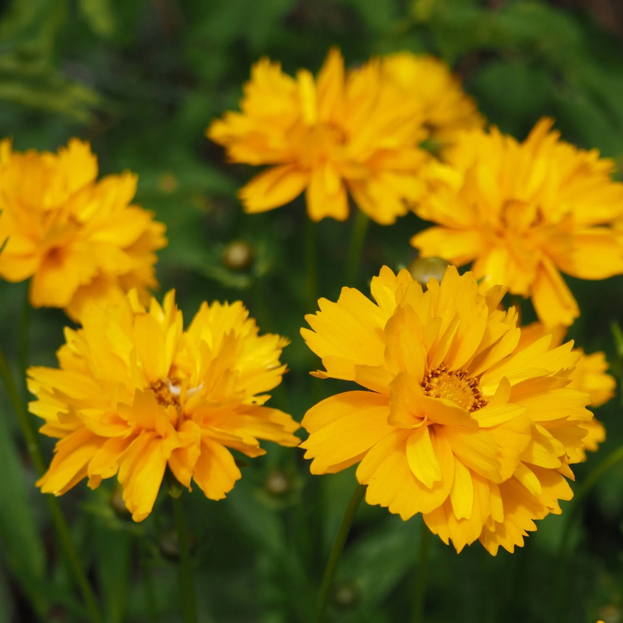 Coreopsis grandiflora 'Castello Gold' 9cm