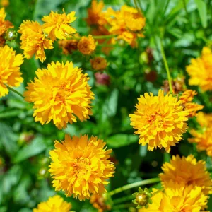 Coreopsis grandiflora 'Early Sunrise'