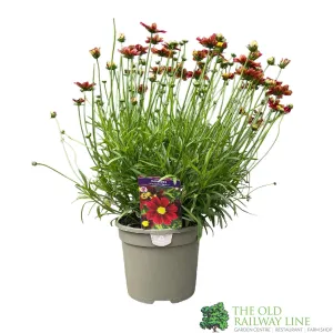 Coreopsis Little Bang 'Red Elf' Plant 3Ltr