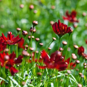 Coreopsis - Ruby Red 9cm