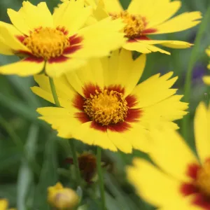 Coreopsis Sunkiss 9cm/1.5L