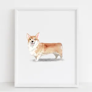 Corgi