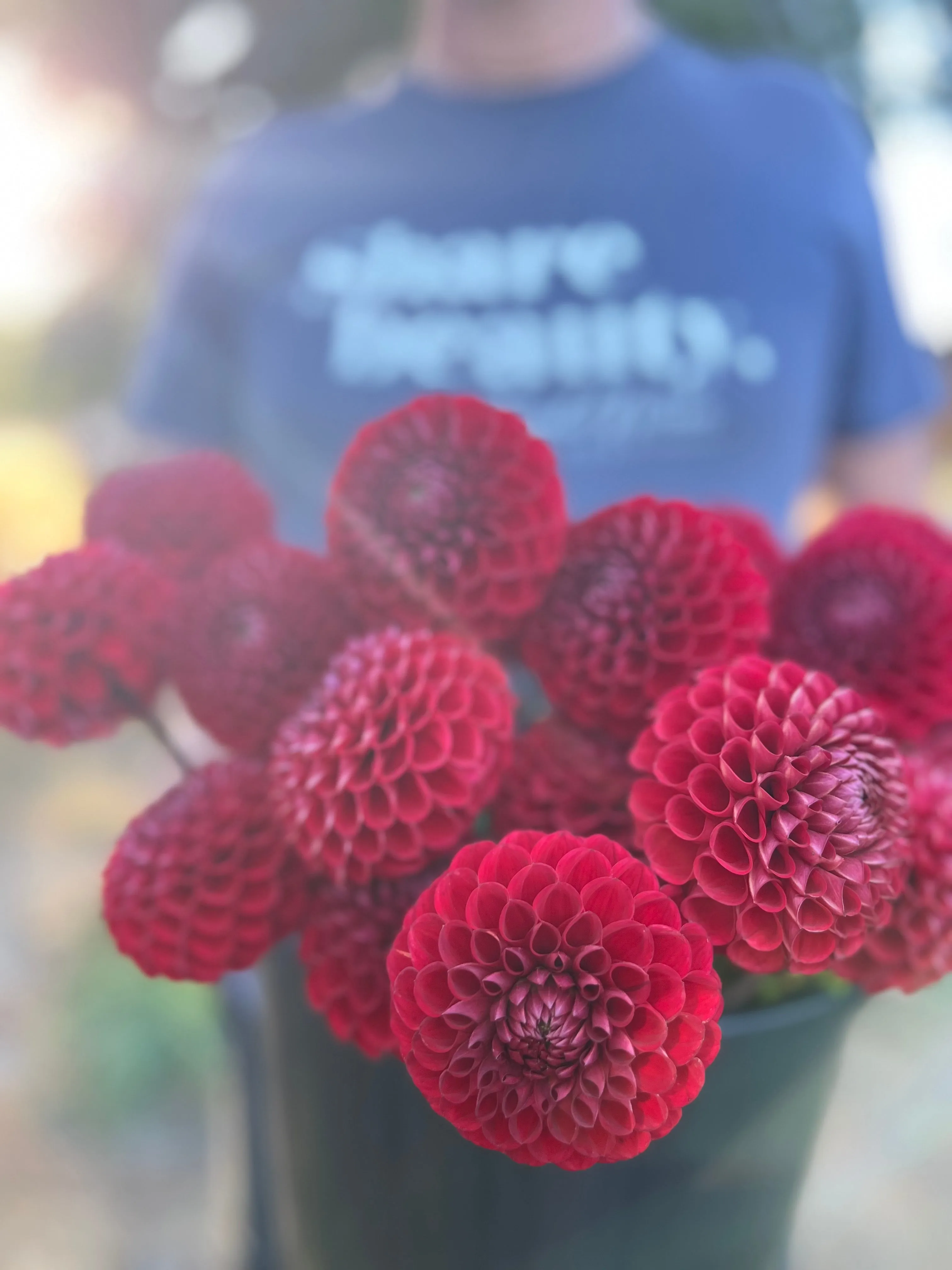 Cornel Dahlia Tuber