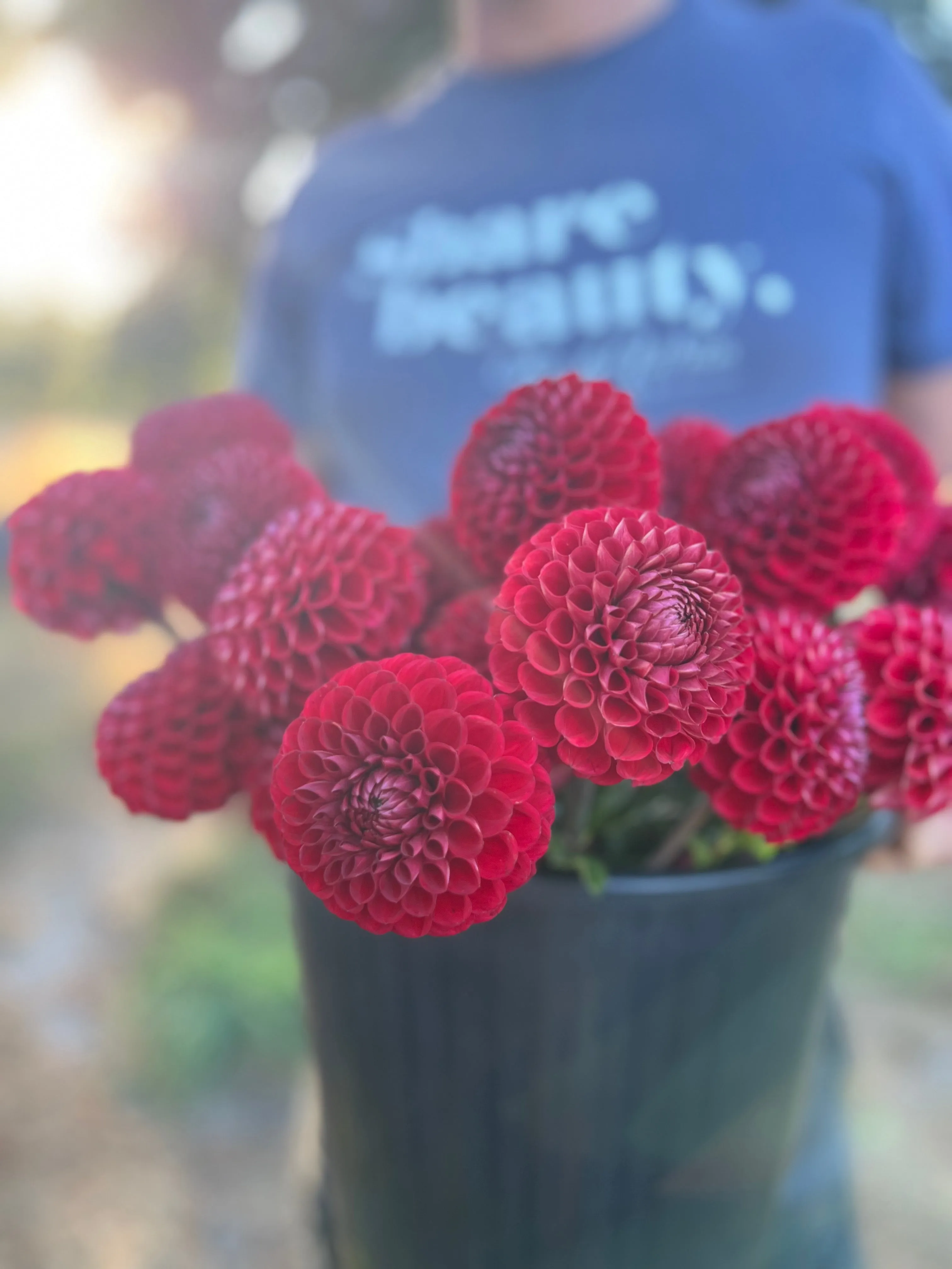 Cornel Dahlia Tuber