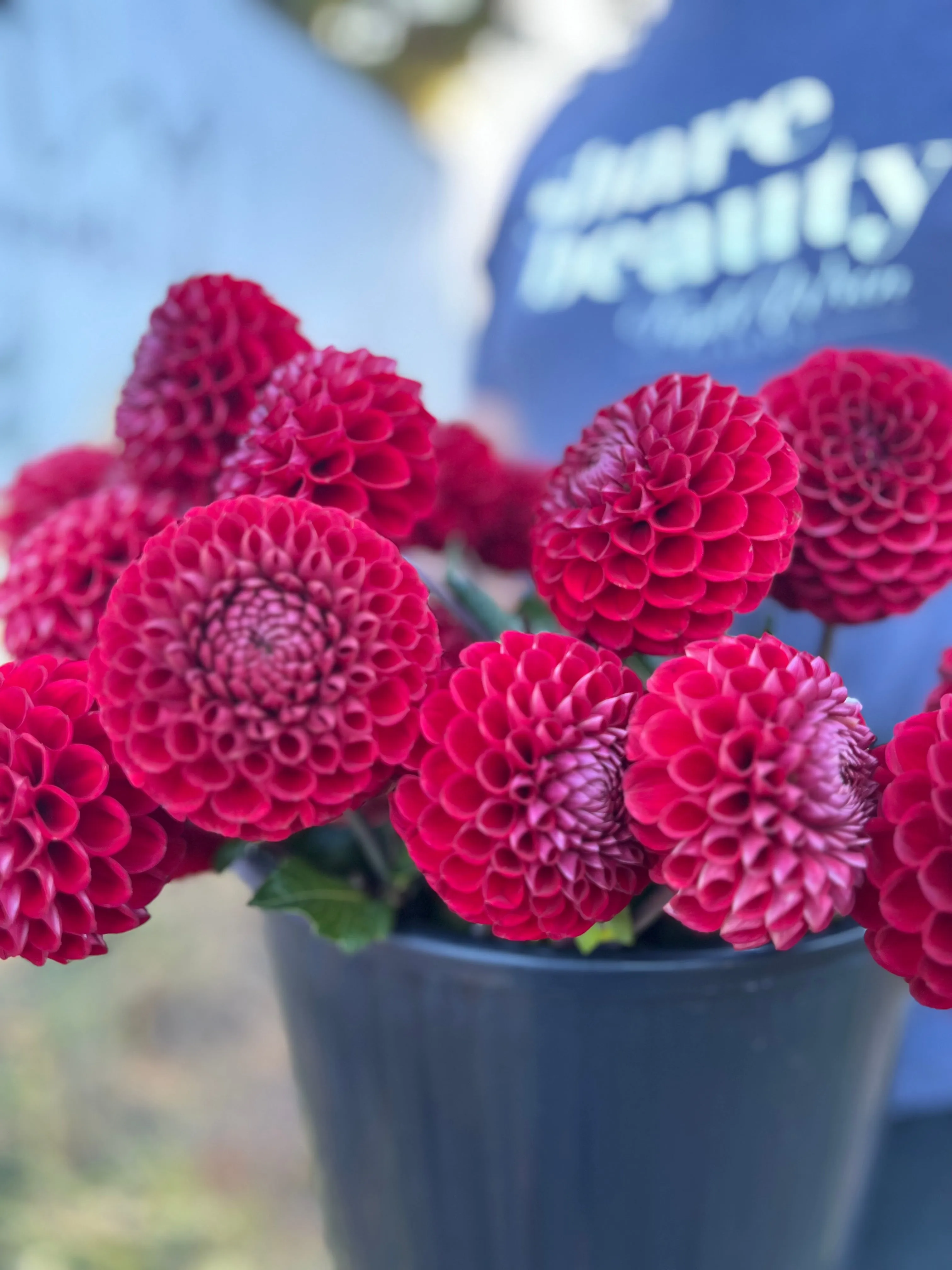 Cornel Dahlia Tuber