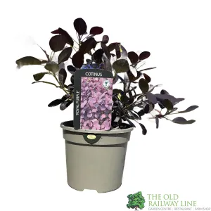 Cotinus coggygria 'Royal Purple' Smoke Tree 3Ltr Pot