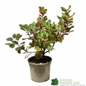 Cotinus coggygria 'Smokey Joe' Smoke Tree 3Ltr Pot