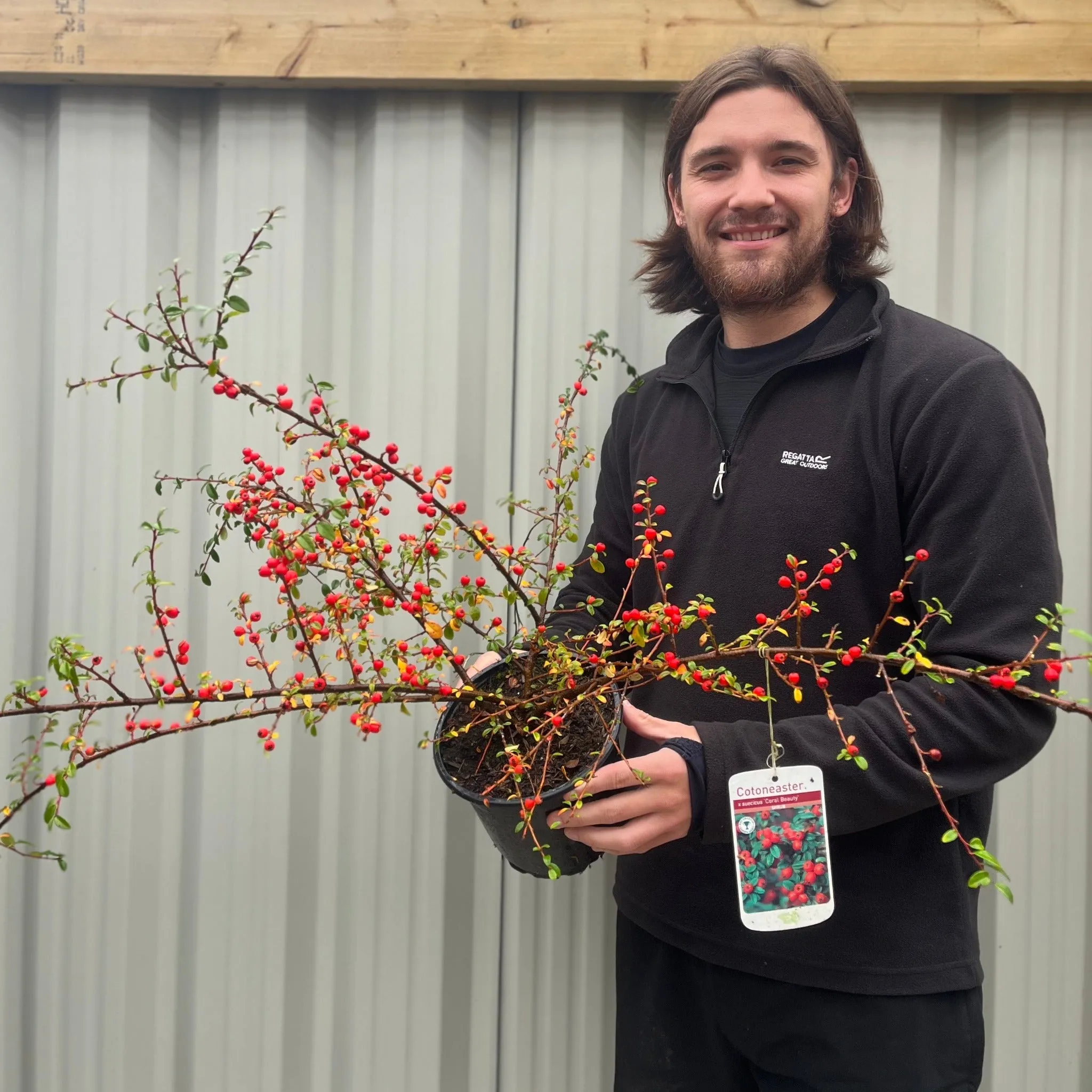 Cotoneaster x suecicus 'Coral Beauty'