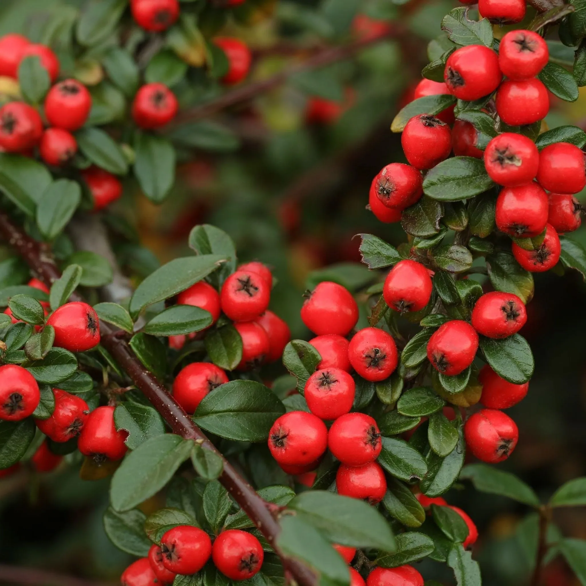 Cotoneaster x suecicus 'Coral Beauty'