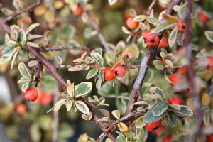 Cotoneaster x.s. 'Juliette'