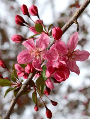 Crabapple - Robinson