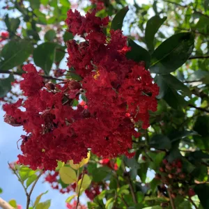 Crape Myrtle 'Scarlet' (Red)