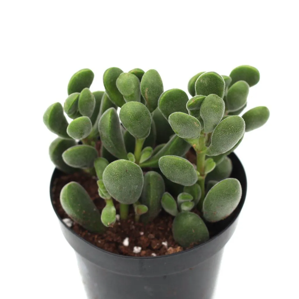 Crassula rogersii 'Green Beans'